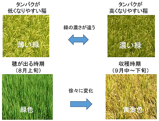 （図3）収穫時期やタンパク質の含有量、稲の大きさ、土壌の状態を衛星画像から解析する（出典：青森県産業技術センター）　イメージ