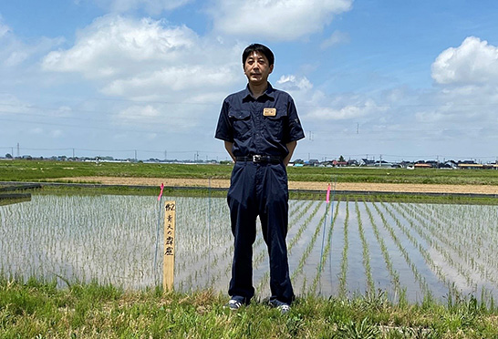 （写真2）　田植え後の水田の様子　イメージ