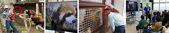 （写真2）ICTを活用した園内での動物解説ガイドと千葉市内の小学校とのオンライン授業の様子（写真提供：千葉市動物公園）