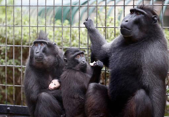 （写真4）個体識別が難しいクロザル（写真提供：千葉市動物公園）