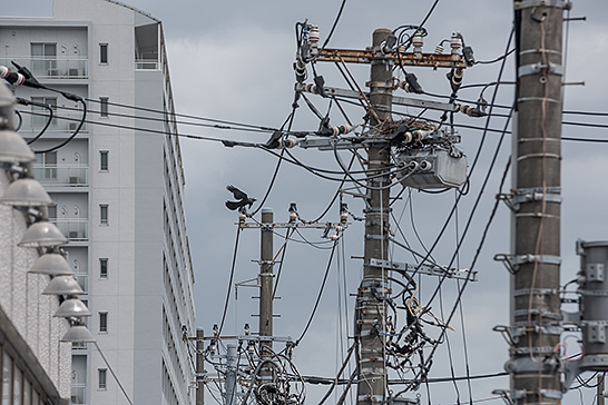 無電柱化 イメージ