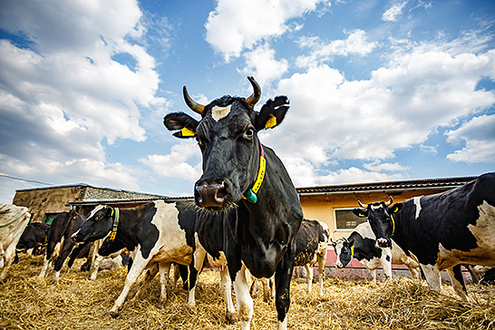 数百頭が自由に動き回る牛舎で、特定の乳牛の居場所を5Gで判定　イメージ