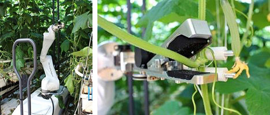 きゅうりの葉を剪定するロボット（出所：Bosman Van Zaal社プレスリリース） イメージ