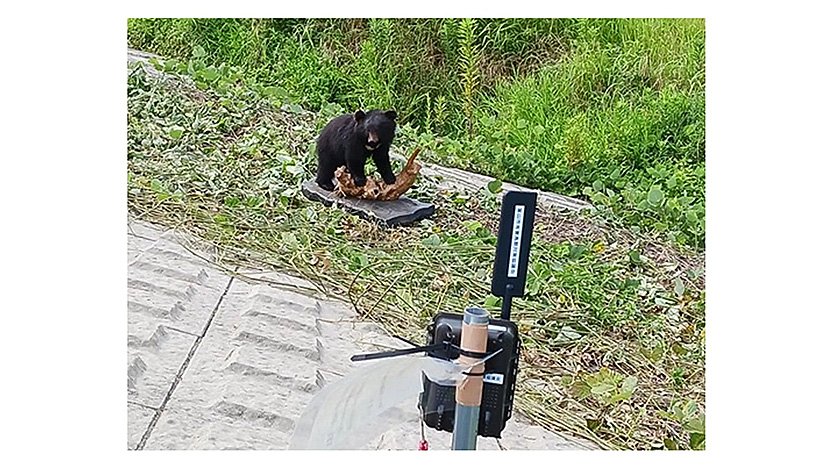 （写真1）クマを検知するAIカメラ（出典：ほくつう）　イメージ