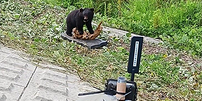 自治体向けにクマ出没アラートや熱中症対策ソリューション - ニュースフラッシュ